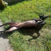 Photo of Rocky, The Greyhound 