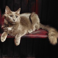 Photo of Hairy Styles