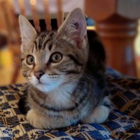 Photo of Burrito