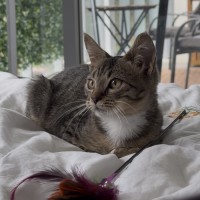 Photo of Pidgey