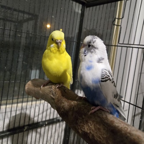 Sky & Ra -  Bird
