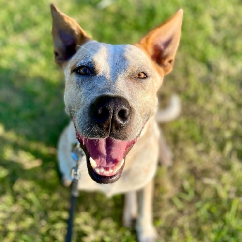 Dustbuster - Australian Cattle Dog