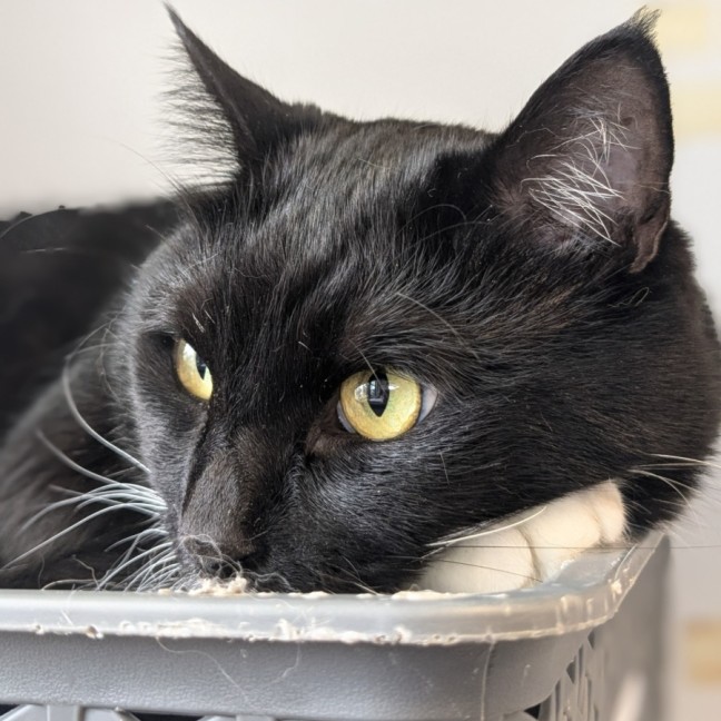 Photo of 🎈 Franklin 5629 🎈