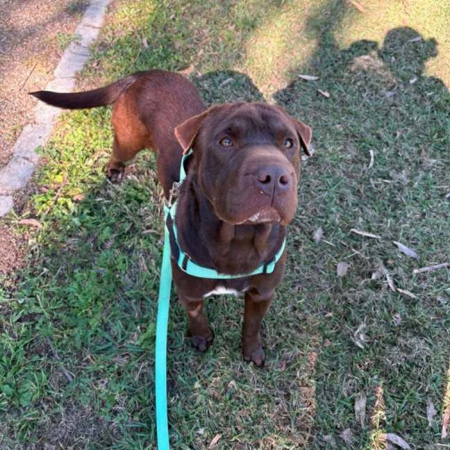 Photo of Cadbury
