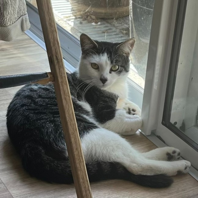 Photo of Jasper 💙