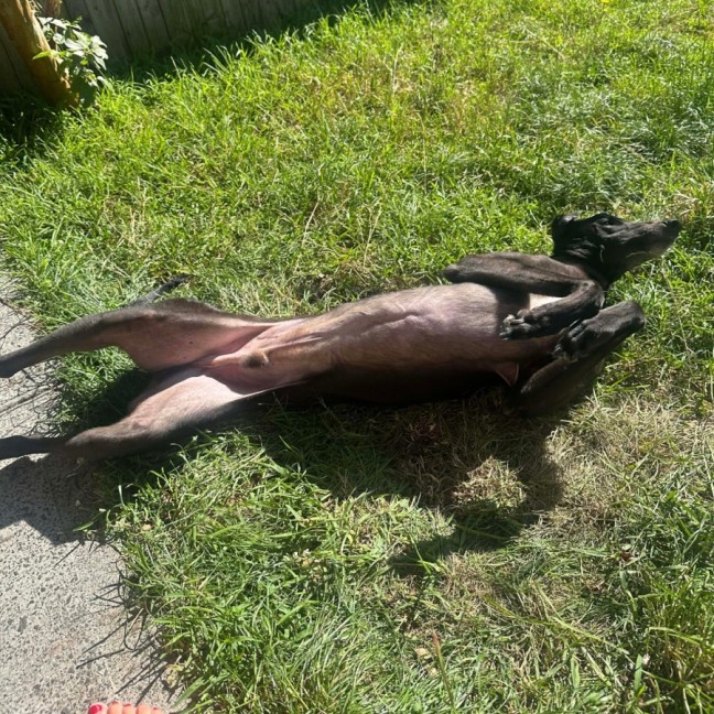 Photo of Rocky, The Greyhound 