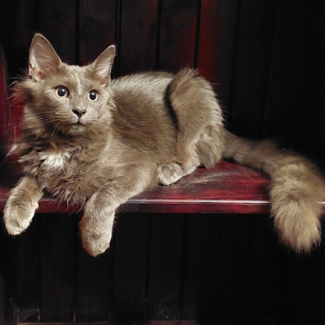 Photo of Hairy Styles