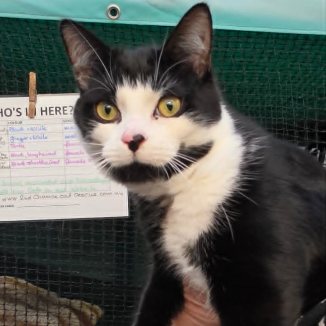Photo of Pepito ** 2nd Chance Cat Rescue **
