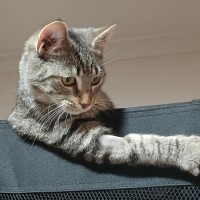 Photo of Harper * 9 Lives Project Rescue*