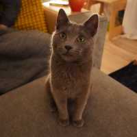Photo of Taro