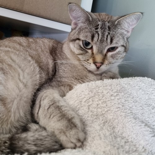 Goldie - Domestic Short Hair (DSH) Cat