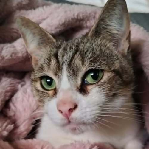 Willow - Domestic Short Hair (DSH) Cat