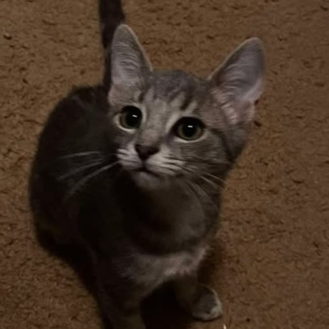 Photo of Misty