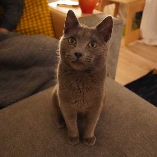 Photo of Taro
