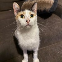 Photo of Pumpkin