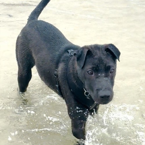 Oscar - Shar Pei Dog