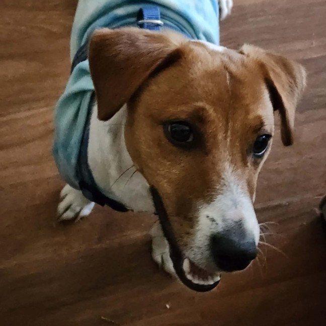 Photo of Scout 