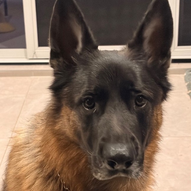 Photo of Diesel