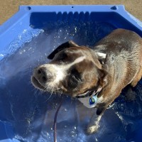Photo of Pippa   2 Year Old Staffy X Border Collie (Trial)