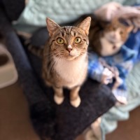 Photo of Spoiler **2nd Chance Cat Rescue**