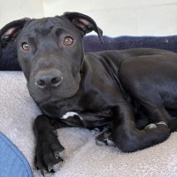 Photo of D1331 Midnight