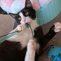 Photo of Felix