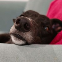 Photo of Eve, The Greyhound