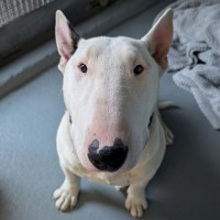 Photo of Loki