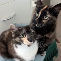 Photo of Peach & Mango 