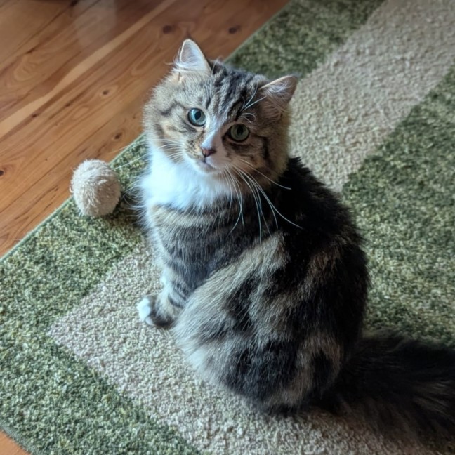 Photo of Pumpkin (& Muhma) ** 2nd Chance Cat Rescue**