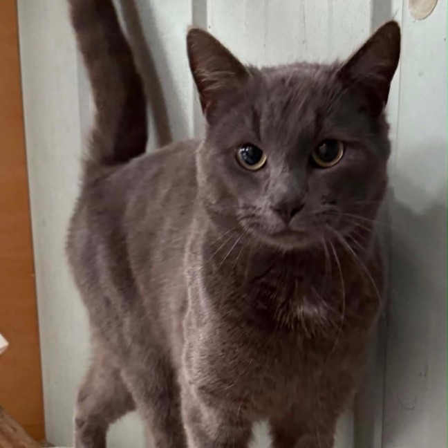 Photo of Blue