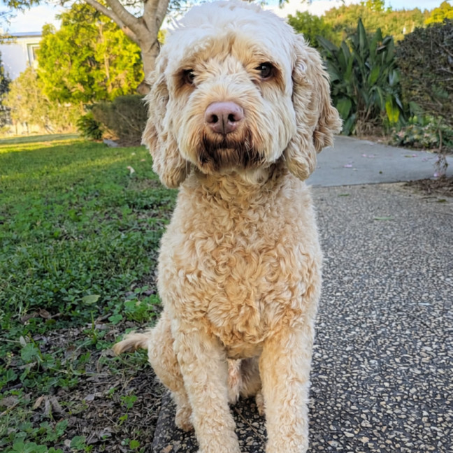 Photo of Pickles