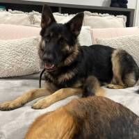 Photo of Kovu
