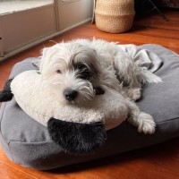 Photo of Kirby
