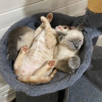 Photo of Pom Pom & Peanut