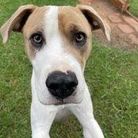 Photo of Patch 