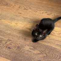 Photo of Athena