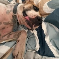 Photo of Goldie