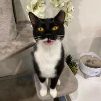 Photo of Chirpy