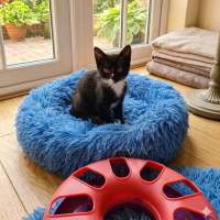 Photo of Christine  ** 2nd Chance Cat Rescue **