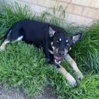 Photo of Bess