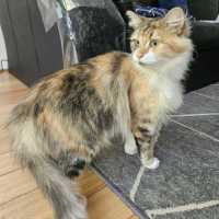 Photo of Gazpacho