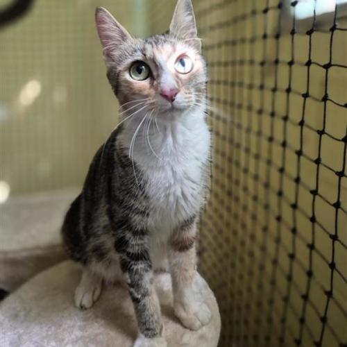 Pearl - Domestic Short Hair (DSH) Cat