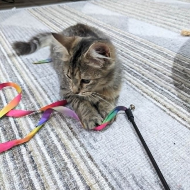 Photo of Tulip   In Foster Care In Coburg