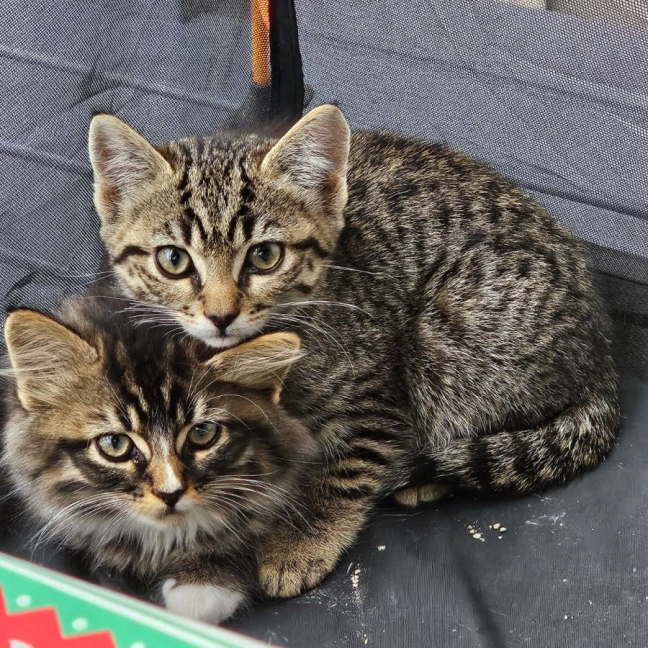 Photo of Sylvie & Sebastian 🐱🐱 Kittens