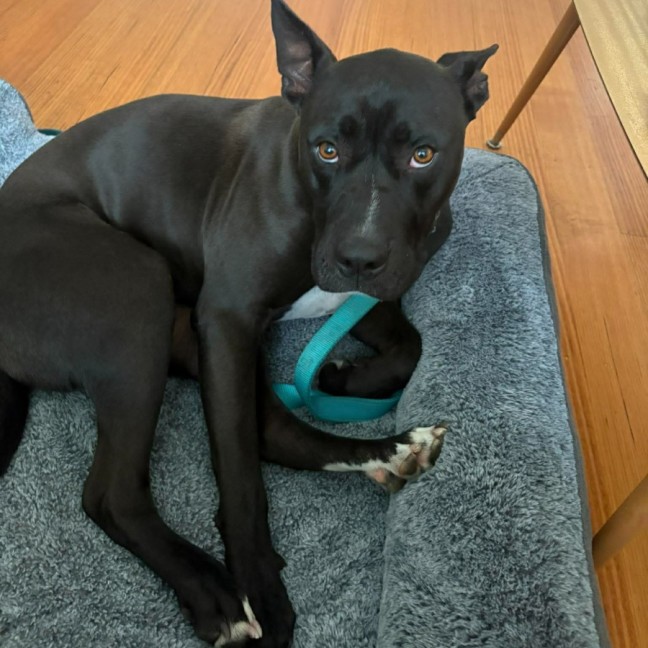 Photo of Boof