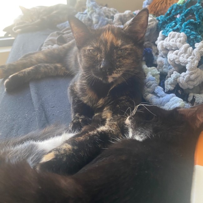Photo of Beauregard **2nd Chance Cat Rescue**
