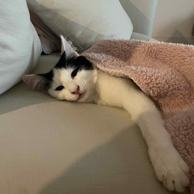 Photo of Mittens *9 Lives Project Rescue*