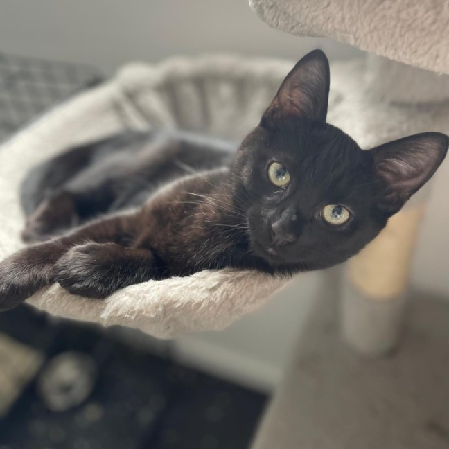 Photo of Toby