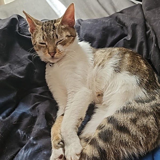 Photo of Gizmo Barn/Farm Cat Looking For A Home